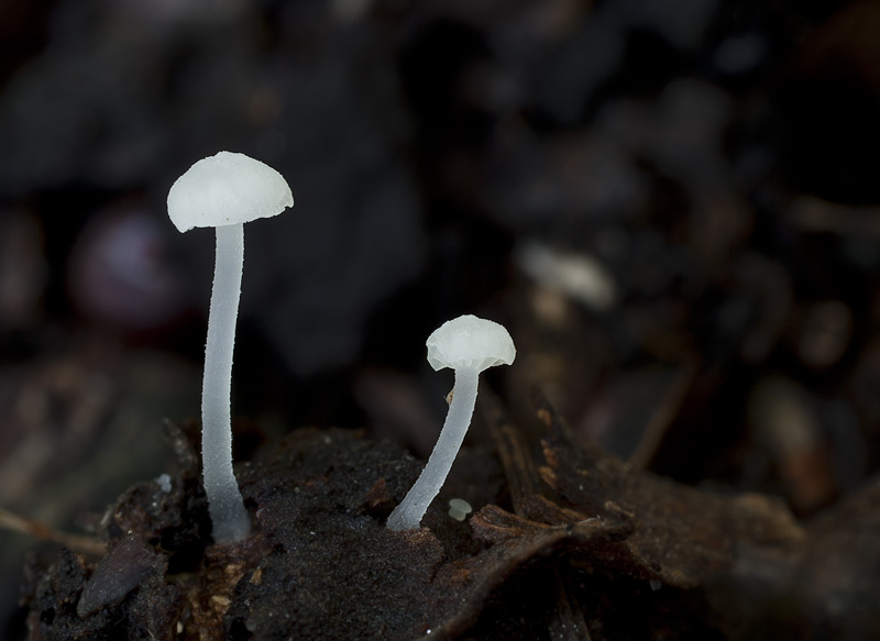 Hemimycena pseudocrispata